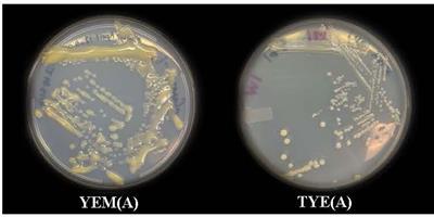 Cell-free supernatant of Devosia sp. (strain SL43) mitigates the adverse effects of salt stress on soybean (Glycine max L.) seed vigor index